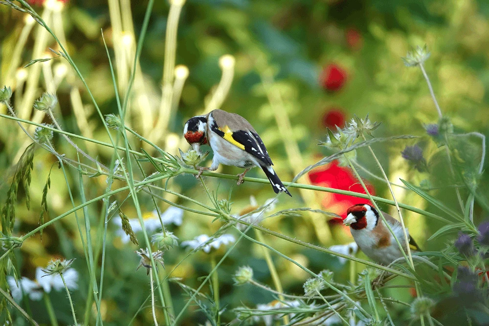 Zwei Stieglitze auf Disteln in einer blühenden Wildblumenwiese